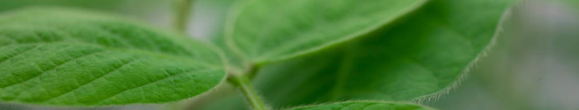 header_manejo