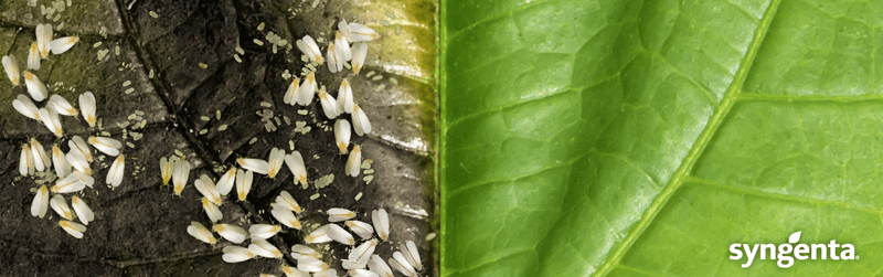 Insecticida para control de Mosca Blanca en Soja. Elestal®Neo de Syngenta