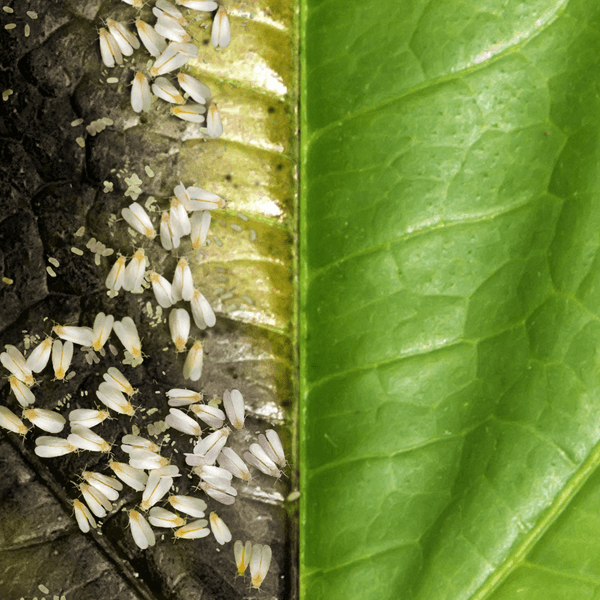 Insecticida para control de Mosca Blanca en Soja. Elestal®Neo de Syngenta